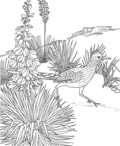 Roadrunner And Yucca New Mexico State Bird And Flower Coloring Page